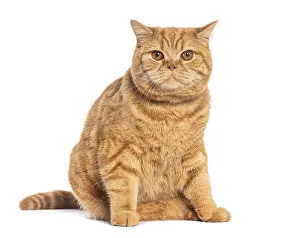 British shorthair cat sitting and staring on white background