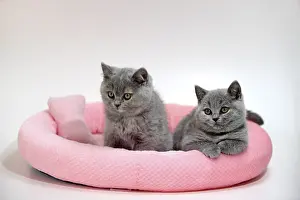 British Shorthair cats, kitten