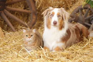 British Shorthair, female, and Australian Shepherd