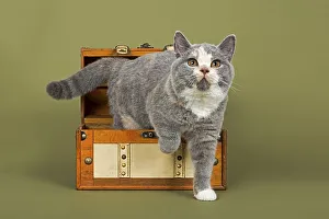 British Shorthair kitten, 18 weeks