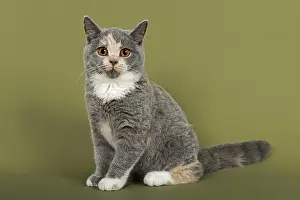 British Shorthair kitten, 18 weeks