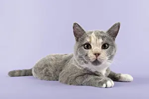 British Shorthair kitten, 24 weeks