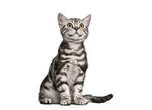 British shorthair kitten sitting and looking up with curiosity on a white background
