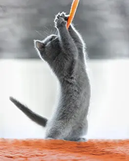 British Shorthair male, 11 weeks old