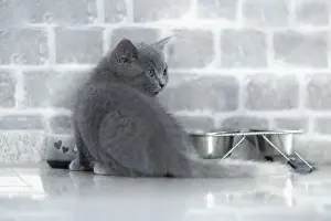 British Shorthair male, 11 weeks old