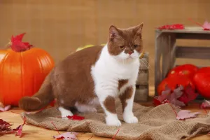 British shorthair, male, cinnamon-white, 1 year