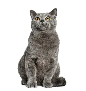 British Shorthair sitting (6 months old)