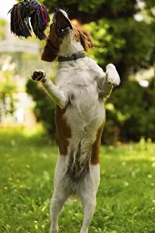 Brittany dog puppy playing outside tug of war