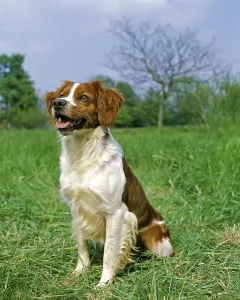 Brittany Spaniel, adult sitting on grass