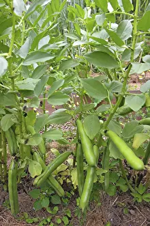 Broad bean (Vicia faba), also fava bean
