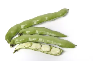 Broad beans on a white background studio shots