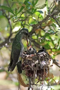 Broad-billed hummingbird (Cynanthus latirostris)