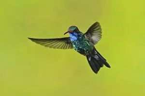 Broad-billed Hummingbird (Cynanthus latirostris)