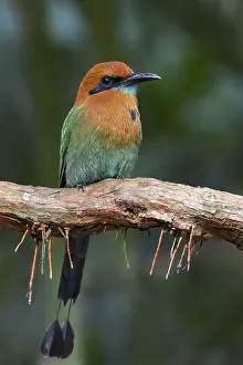 Broad-billed Motmot (Electron platyrhynchum) perched on a branch