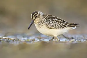 Broad-billed Sandpiper (Calidris falcinellus) foraging