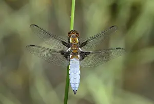 Broad-bodied chaser (Libellula depressa)