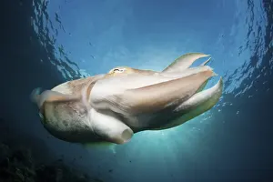 Broad-bodied sepia, Sepia latimanus