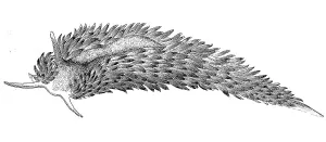 Broad-bodied thread snail, Shaggy mouse