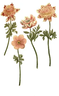 Broad leaved anemone (Anemone hortensis) semiplena