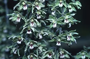 Broad-leaved hellebore (epipactis helleborine)