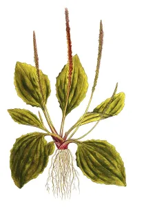 Broad-leaved plantain (Plantago major)