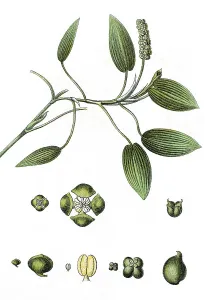 Broad-leaved pondweed, floating pondweed (Potamogeton natans)