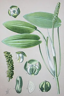 Broad-leaved Pondweed (Potamogeton natans)