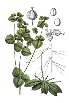 Broad-leaved spurge (Euphorbia platyphyllos)