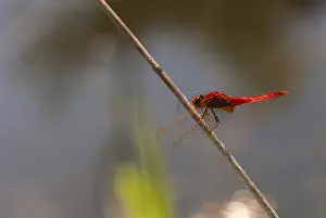 Broad Scarlet, Crocothemis Erythraea