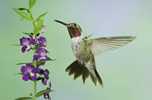 Broad-tailed Hummingbird (Selasphorus platycercus)