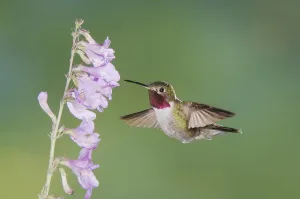 Broad-tailed Hummingbird (Selasphorus platycercus)