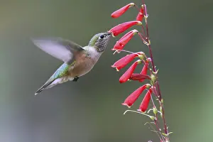 Broad-tailed hummingbird, USA, North America