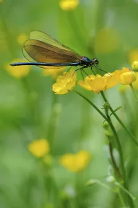Broad-winged damselfly (Calopterygidae) on twinflowered marsh marigold (Caltha)