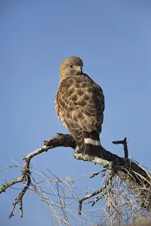 Broad-winged Hawk (Buteo platypterus)