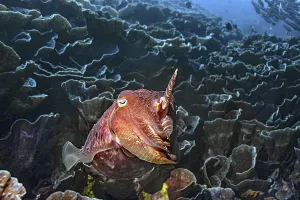 Broadclub cuttlefish (Sepia latimanus)
