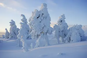 "Brockenhexen", so-called Brocken witches