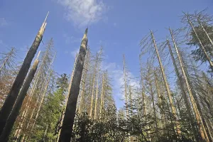 Broken dead spruce trees afflicted by European spruce bark beetle (Ips typographus L)