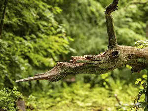 Broken tree branch in the shape of an animal head