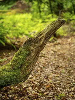 Broken tree branch in the shape of an animal head