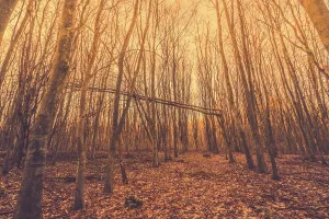 Broken tree in a forest in the sunrise