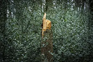 A broken tree trunk stands out in a dense