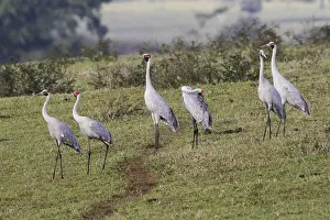 Brolga (Grus rubicunda) six adults