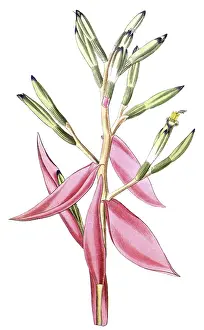 Bromeliad, Bromelia pallida, illustration
