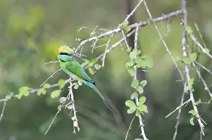 Bronze-crowned Emerald Bee-eater (Merops orientalis) sitting on a branch in Yala Natioal Park