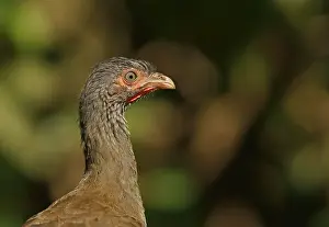 Bronze guan (Penelope obscura)