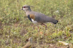 Bronze lapwing (Vanellus chilensis)