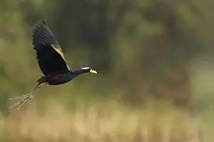 Bronze-winged jacana (Metopidius indicus)