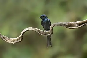 Bronzed Drongo (Dicrurus aeneus) perched on a branch