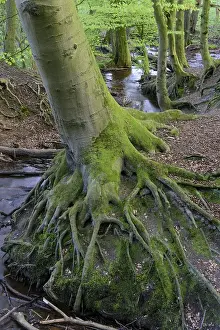 Brook, Bexadde valley, Dammer mountains
