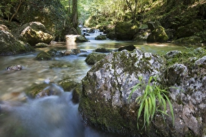 Brook of Myra Falls, Muggendorf